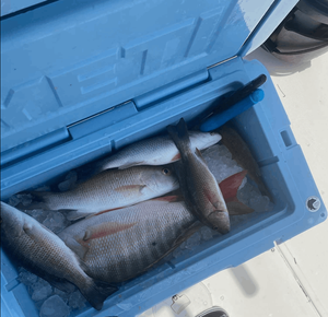 Key Largo Fishing Report 
